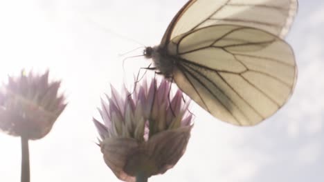 white butterfly on a flower
