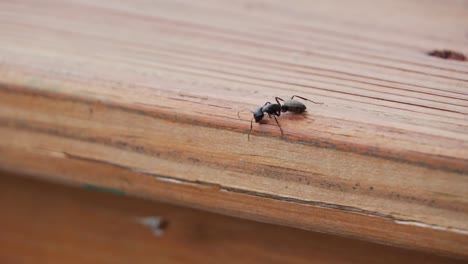 black carpenter ant walking in wood outdoors looking for place to nest