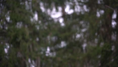 Snowflakes-Gently-Falling-As-The-Cold-Wind-Blows-On-Green-Isolated-Background-Of-Pine-Trees---Medium-Shot