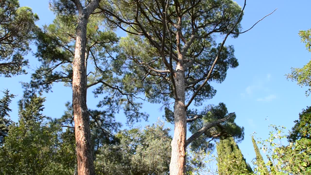 Pino, abete