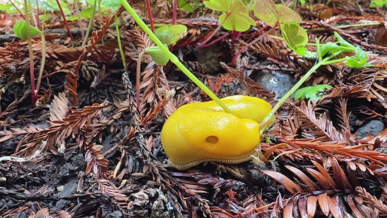 Macro shot of a large yellow banana slug wrapping around a plant on the forest floor at Big Sur.