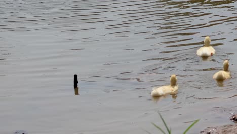 ducklings swimming together in a calm river