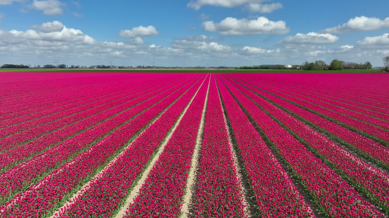tulipanes rosados en un campo durante el sprintime en holanda vista de avión no tripulado