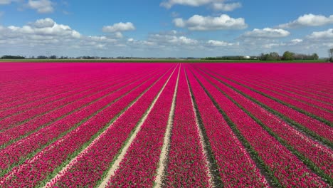 pink tulips in a field during sprintime in holland drone view