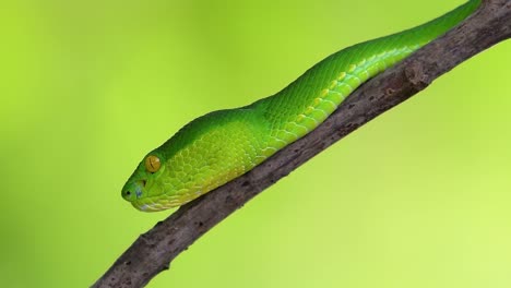 la víbora de labios blancos es una víbora venenosa endémica del sudeste asiático y a menudo se encuentra durante la noche esperando en una rama o rama de un árbol cerca de un cuerpo de agua con muchos alimentos