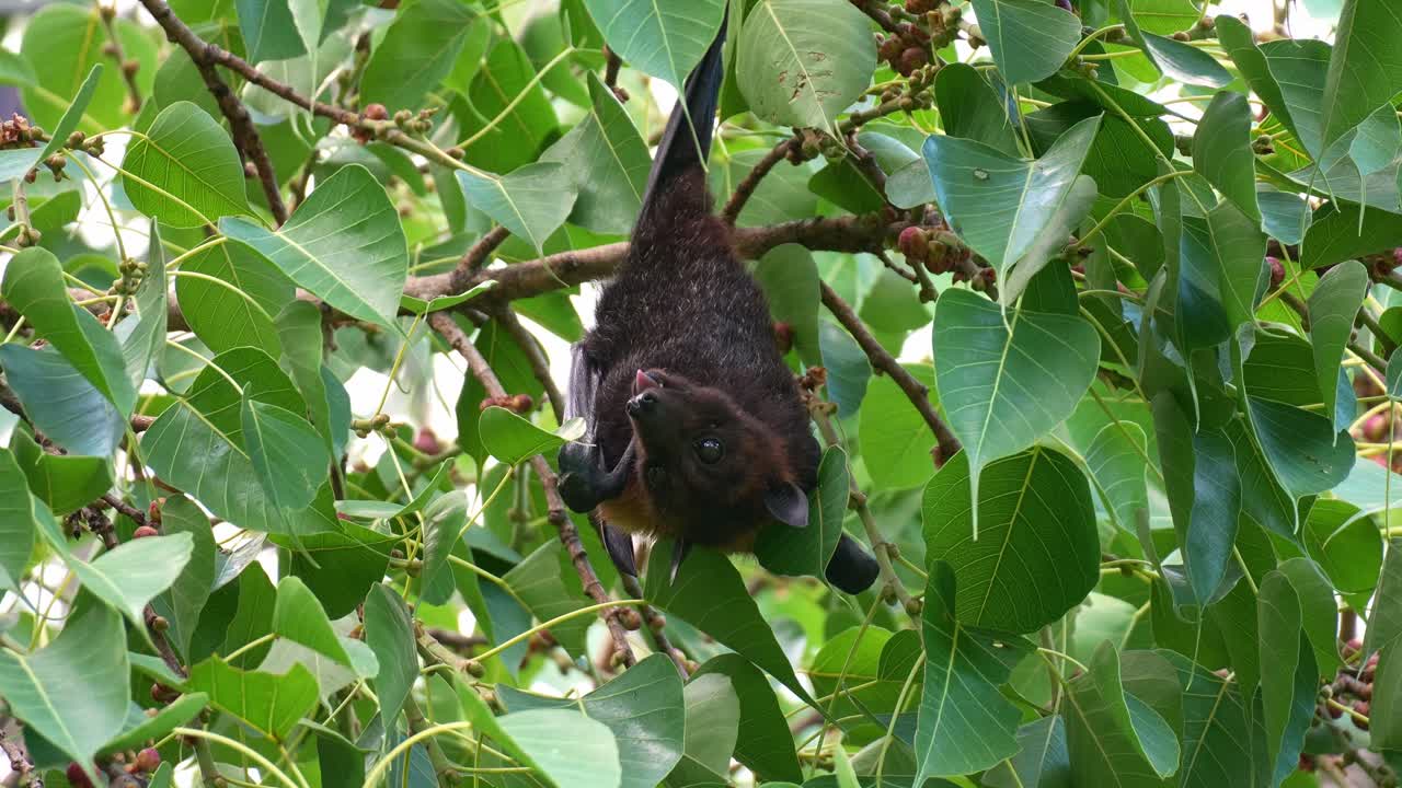 A wild Australian flying fox hanging upside down from the branch of a fruit tree amidst lush greenery, chewing and extracting the fruit's juice, close up shot