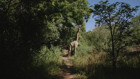 Camera-pan-across-a-dirt-path-in-the-forest-with-a-giraffe-standing-in-the-middle-and-staring-at-the-camera