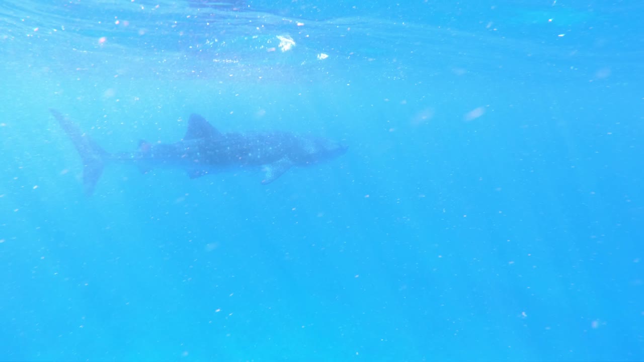 고래 상어 에 있는 고프로 느린 동영상
