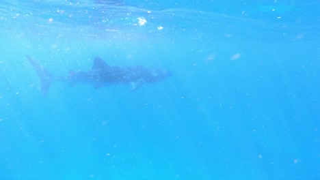 GoPro-slow-motion-next-to-a-Whale-shark