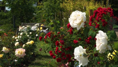 Flores-En-El-Jardín-De-Rosas