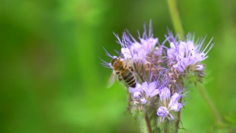 closeup shot of wild honeybee collecting nectar of good smelling purple flower in spring