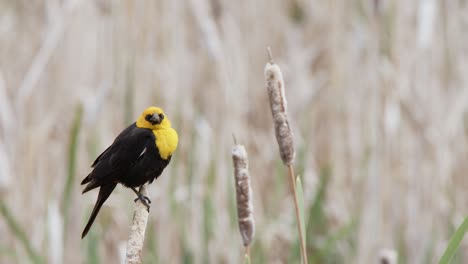 seleccione el fondo del humedal: llamadas de pájaro negro de cabeza amarilla macho