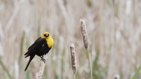 select focus wetland background: male yellow headed blackbird calls