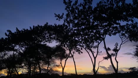 windy trees silhouette swaying in wind with orange sunset sky background