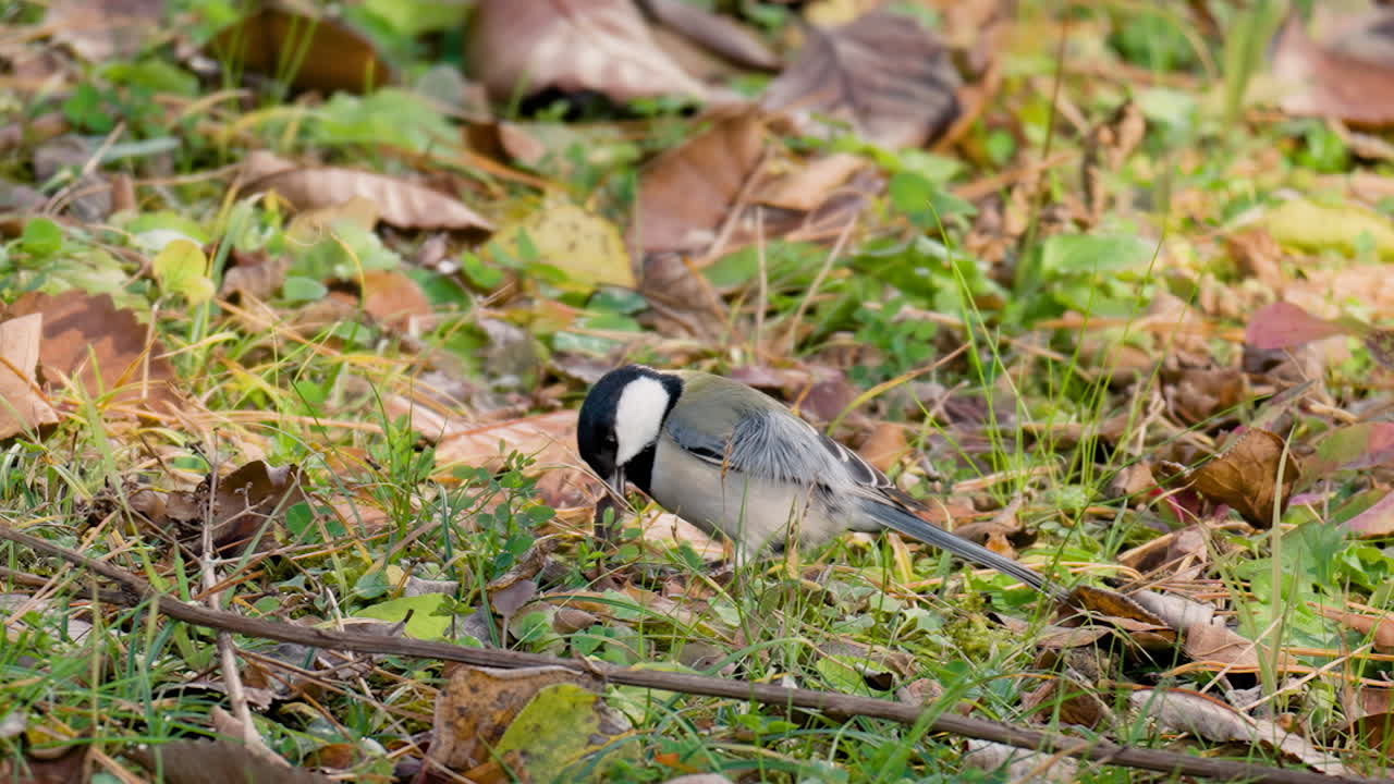 pájaro tit japonés saltando y quemando comida bajo hojas caídas en el suelo, recogiendo hojas marrones y despegando - cerrar