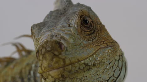 la iguana verde mira hacia la cámara con el ojo lateral - aislado en un fondo blanco