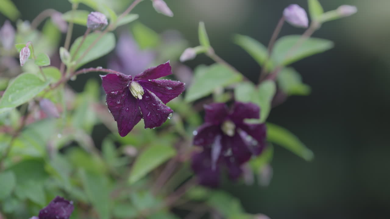 Purple clematis flowers bloom outdoors, capturing a serene nature moment