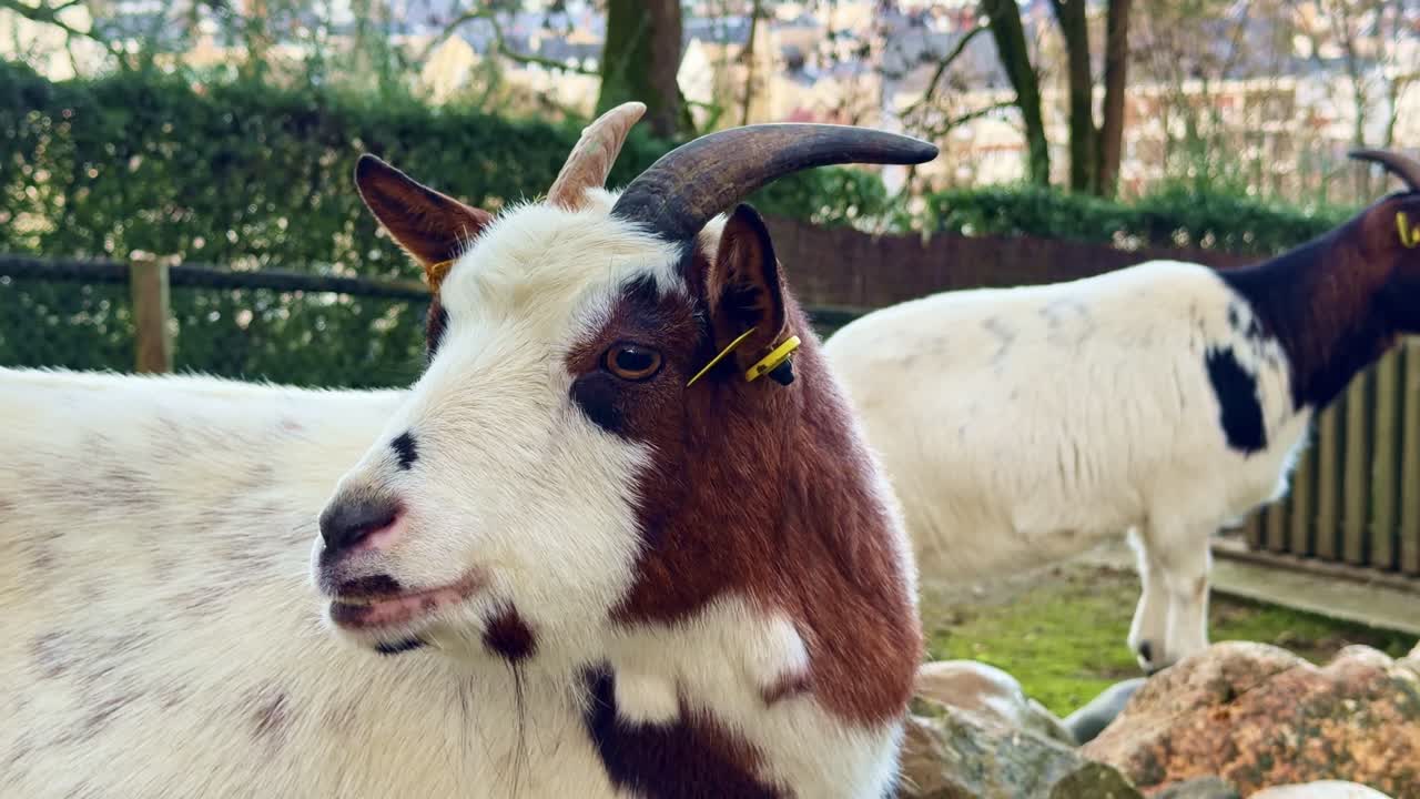 Nahaufnahme einer Hausziege, die Kopf und Ohren bewegt, während sie in einem Bauernhofgehege steht, mit einer weiteren Ziege im Hintergrund.