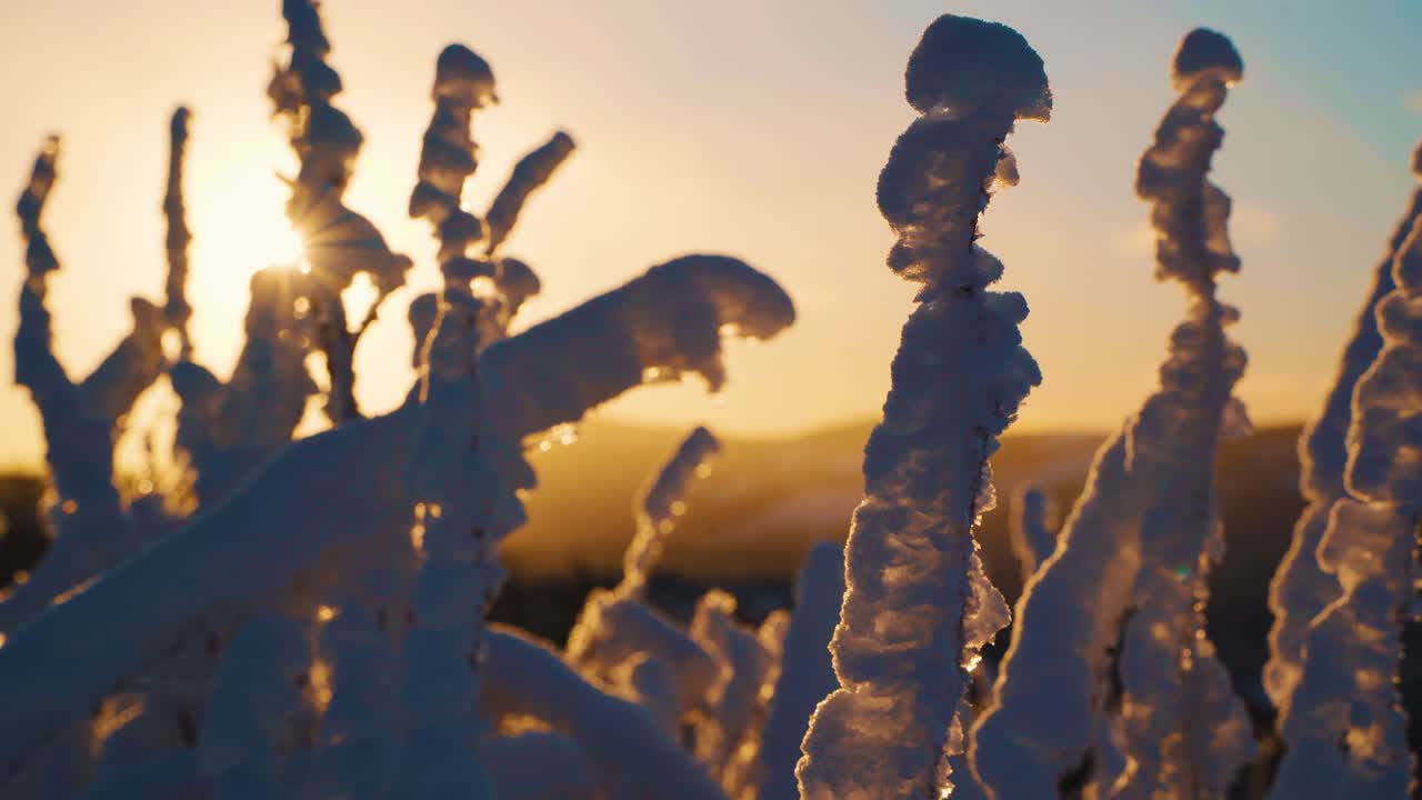 Low angle, close up shot of frozen bushes covered in snow during beautiful golden sunset with sun rays