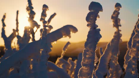 low angle, close up shot of frozen bushes covered in snow during beautiful golden sunset with sun rays