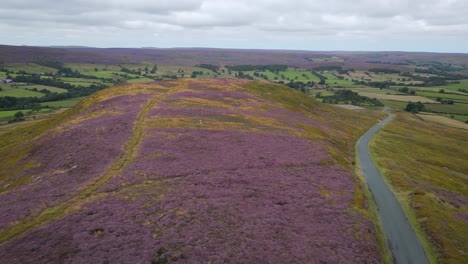 heather in full bloom on the north york moors - mid-august near westerdale