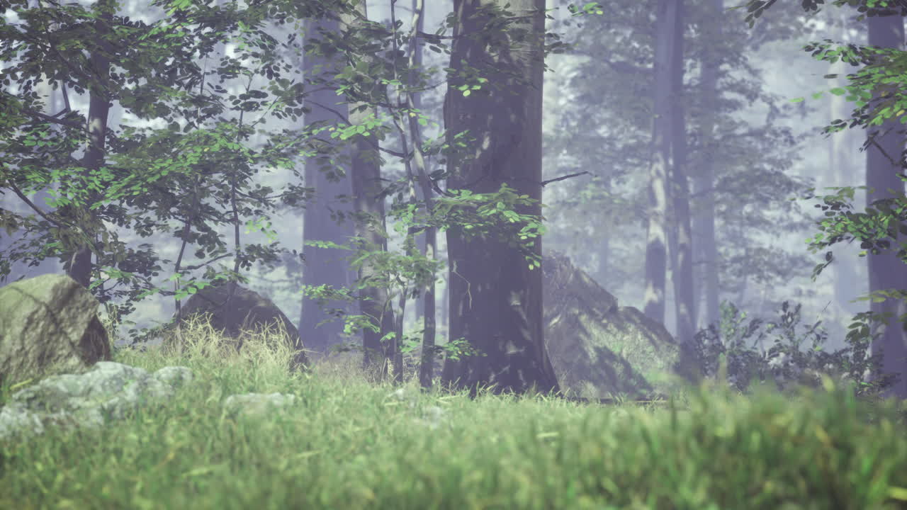 Captivating view of a serene forest with mist and greenery at dawn