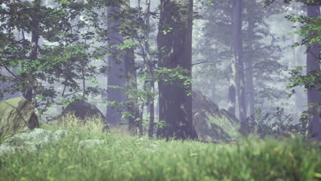 captivating view of a serene forest with mist and greenery at dawn