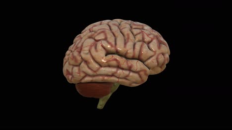 3d simulation of human brain rotating on dark background