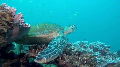 Un-Video-Submarino-De-Una-Gran-Tortuga-Verde-Descansando-Sobre-Un-Colorido-Arrecife