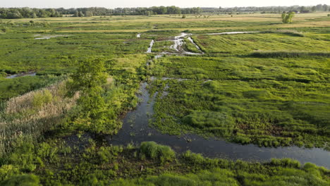 Low-Circular-Arc-Aerial-Around-Tree-in-Natural-Reserve-of-Bourgoyen-Ossemeersen-reveals-Sunset,-in-Ghent