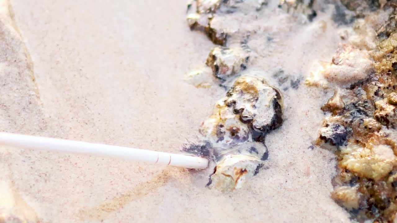 Um bastão branco sonda suavemente uma pequena anêmona-do-mar roxa presa a rochas costeiras.