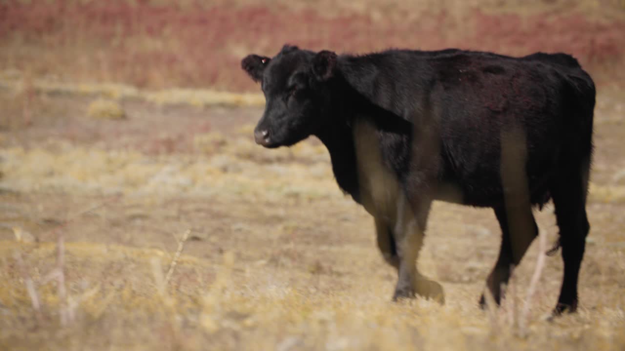 소가 건조한 초원을 걸어가고, 콜로라도 건조한 랜치 땅