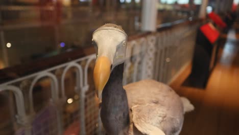 dodo bird display in edinburgh museum exhibit