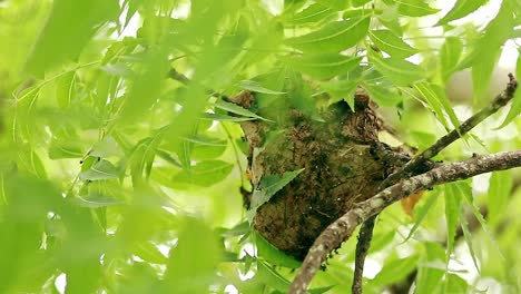 una hormiga tejedora o un nido de oecophylla firmemente anidado entre las ramas de los árboles balanceados rodeados de hojas verdes vívidas