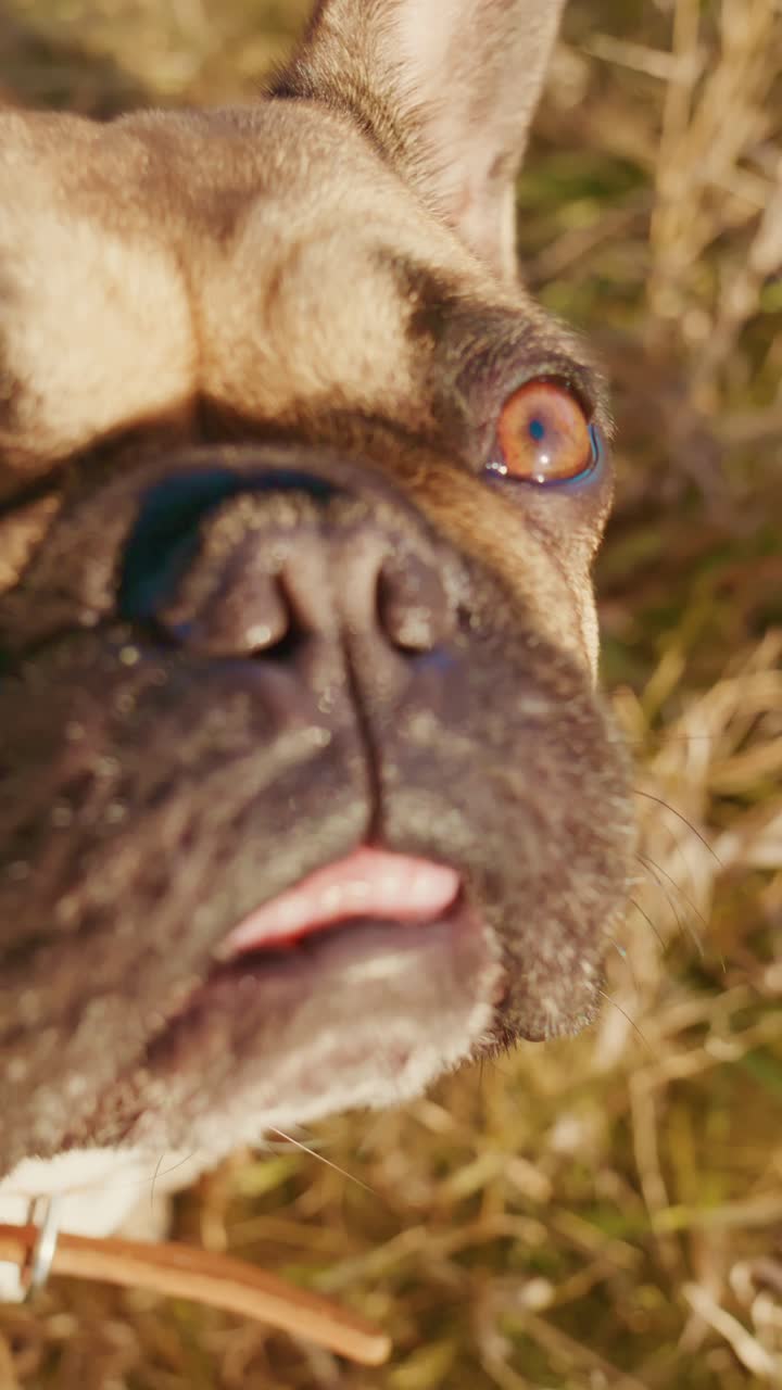 Un adorabile bulldog francese con occhi espressivi e un comportamento giocoso posa in un vivace paesaggio erboso, mettendo in mostra il suo spirito giocoso e la sua affascinante personalità nella luce dorata del sole.