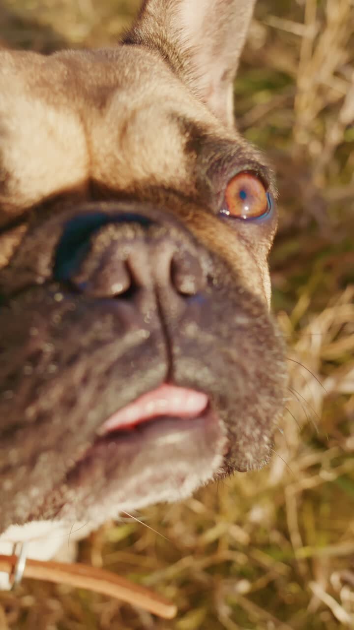 Um adorável buldogue francês com olhos expressivos e comportamento brincalhão posa em meio a uma paisagem gramada vibrante, mostrando seu espírito lúdico e personalidade charmosa sob a luz dourada do sol