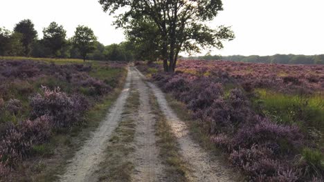 Slow-shot-and-walking-in-purple-blossoming-heathland,-National-Park-De-Meinweg,-Netherlands---4k60p