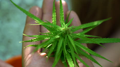 close up of a person hand holding cannabis or hemp leaf, shot at 100 fps played back at 50 fps, slow motion