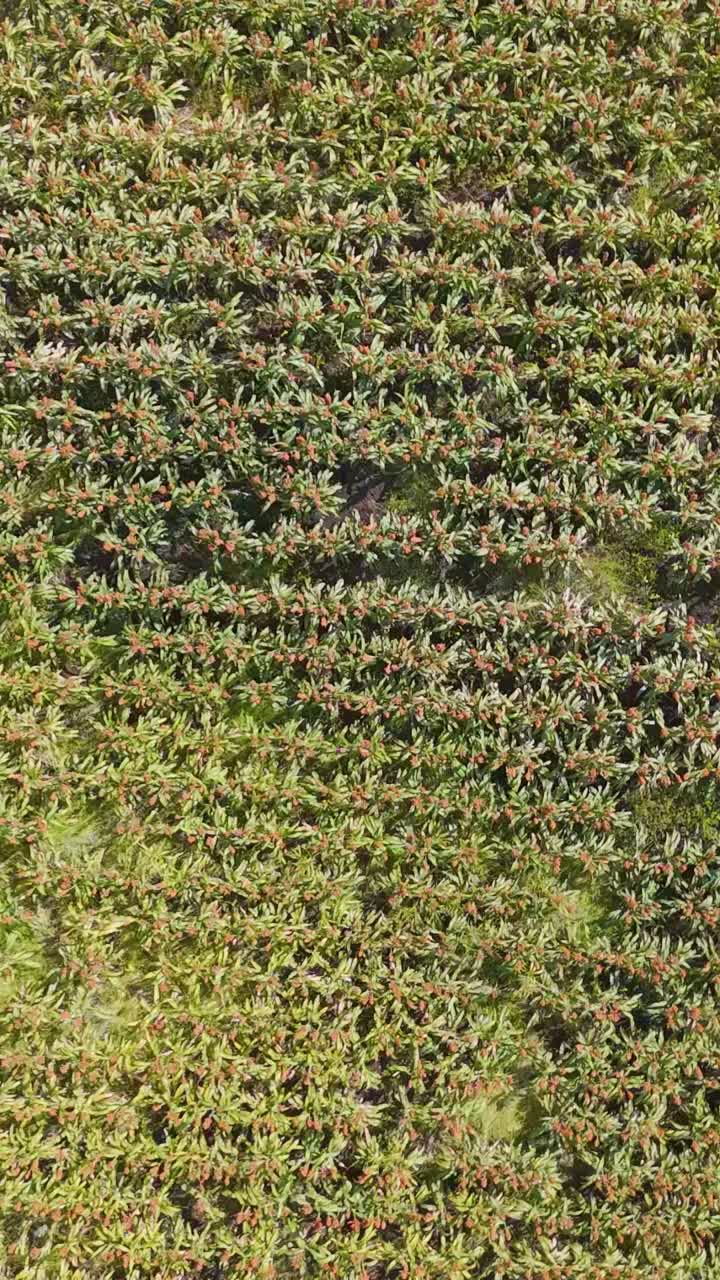 drones capturan extensos campos de maíz y sorgo australianos