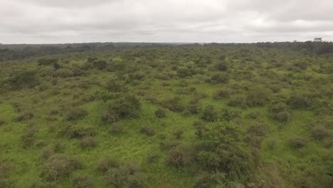 Volar-Por-Los-árboles-En-El-Bosque-Nanga