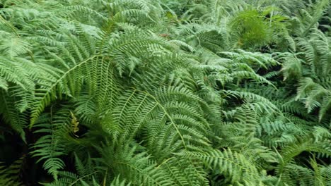 lush green ferns in a dense forest