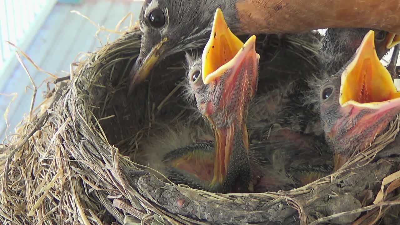 Close up: Adorable Robin babies want food but mother has none to give