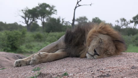 León-Macho-Yace-En-Suelo-Arenoso-Durmiendo-Mientras-El-Viento-Sopla-Sobre-La-Melena