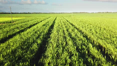 drone flying low, straight and in-line with rows of sugarcane plants