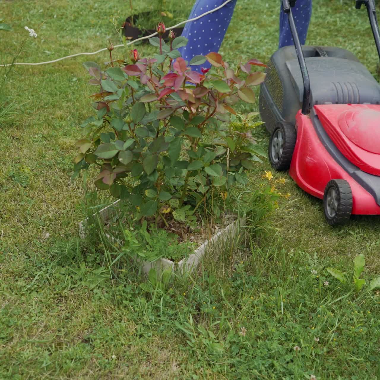 Young woman is mowing lawn with lawn mower in her back yard. Electric lawn mower cuts the grass.