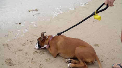 Close-Up-Shot-Of-Cute-Boxer-Breed,-Brown-White-And-Black-Colors-Looking-Around-in-the-beach