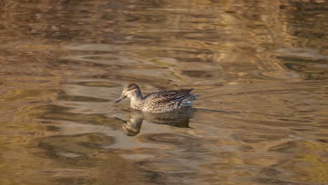 Eine-Weibliche-Eurasische-Krickente,-Die-Algen-Auf-Einem-Süßwassersee-Sucht