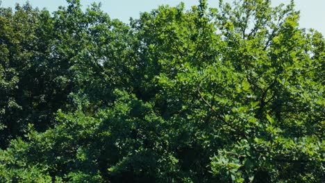 aerial - dense treetop canopy stretches across forested landscape under clear summer sky