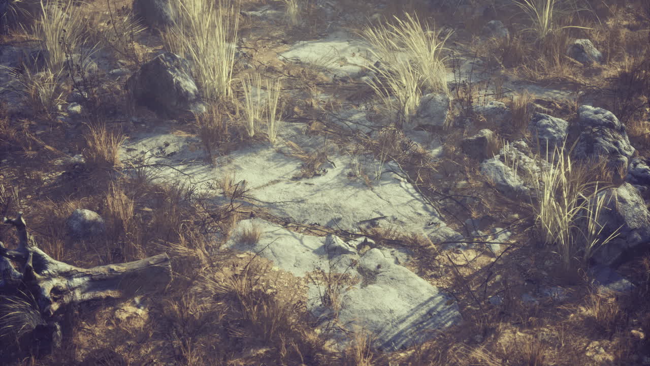 Rocky terrain with sparse vegetation under bright sunlight in a natural setting