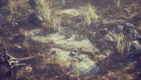 rocky terrain with sparse vegetation under bright sunlight in a natural setting